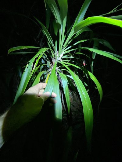 Cordyline congesta, photographed by Greg Tasney