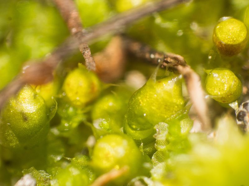 Gigaspermum repens, photographed by Em Lamond