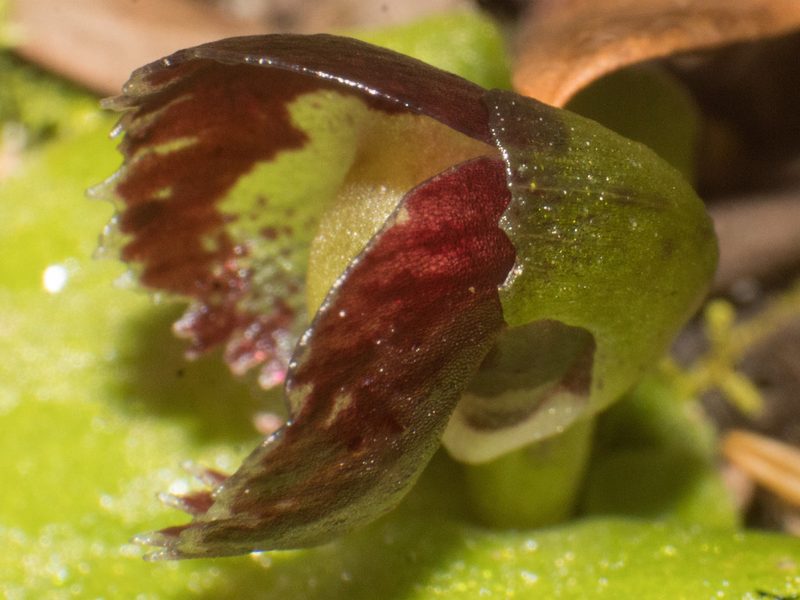 Corybas despectans, photographed by Em Lamond