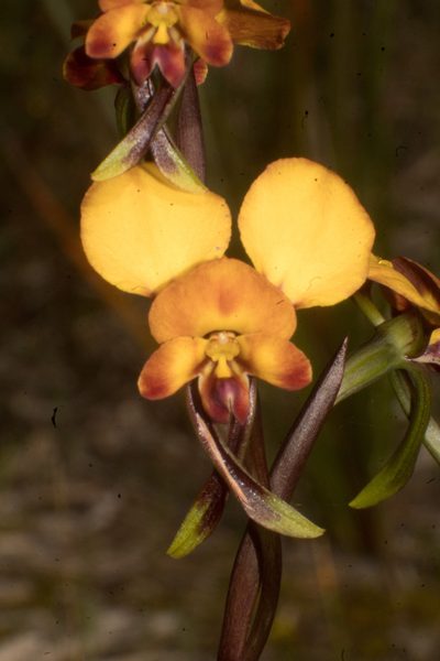 Diuris littoralis, photographed by Em Lamond