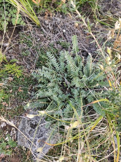Oxytropis coerulea, photographed by Юлия