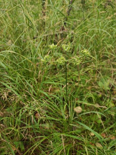 Ostericum tenuifolium, photographed by Юлия