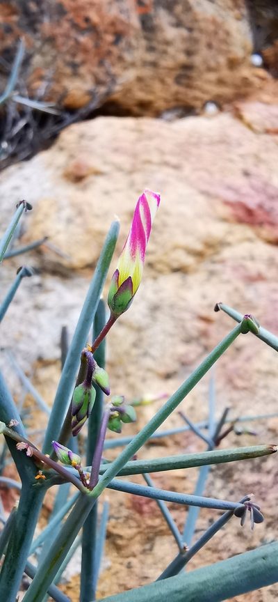 Oxalis knuthiana, photographed by Colleen Rust