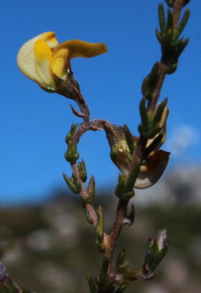 Aspalathus microphylla, photographed by Tony Rebelo