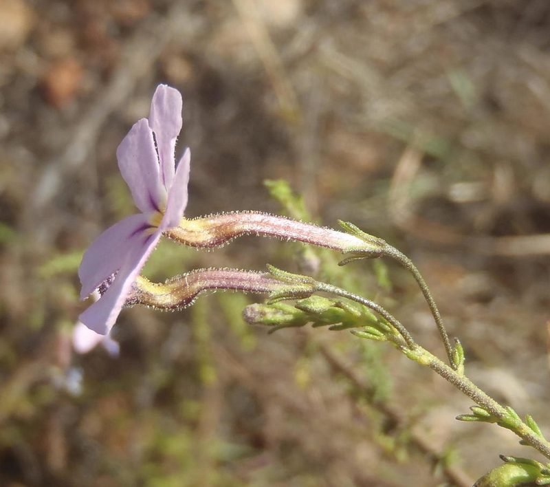 Jamesbrittenia aspalathoides, photographed by Nicola van Berkel