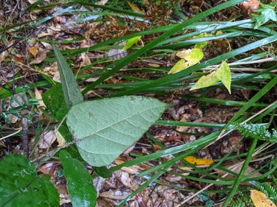 Mallotus discolor, photographed by Nick Swanson