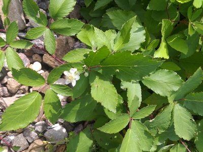 Rubus procerus, photographed by Dmitriy Bochkov