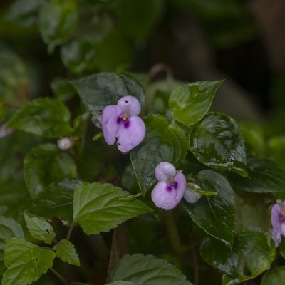 Impatiens elegans, photographed by Paulmathi Vinod