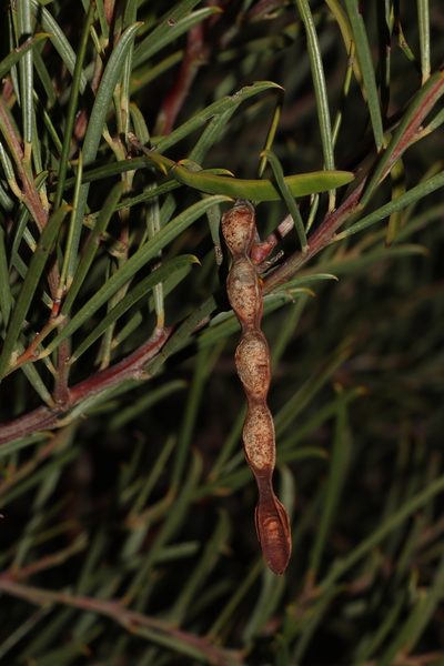 Acacia euthycarpa, photographed by T. Hammer