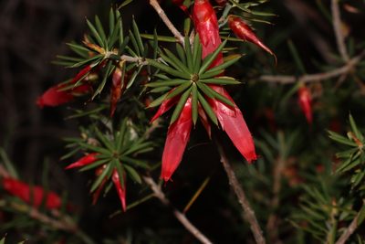 Stenanthera conostephioides, photographed by T. Hammer