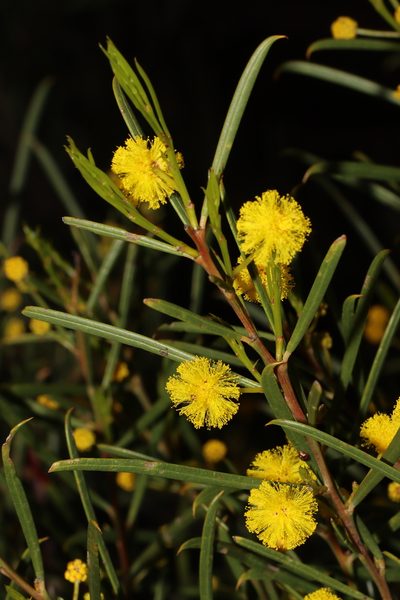 Acacia euthycarpa, photographed by T. Hammer
