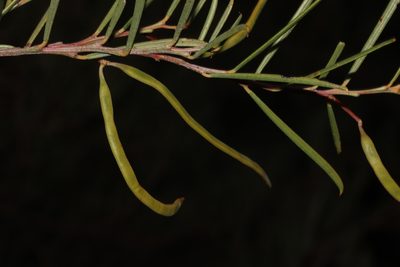 Acacia euthycarpa, photographed by T. Hammer