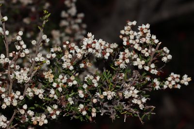 Cryptandra tomentosa, photographed by T. Hammer