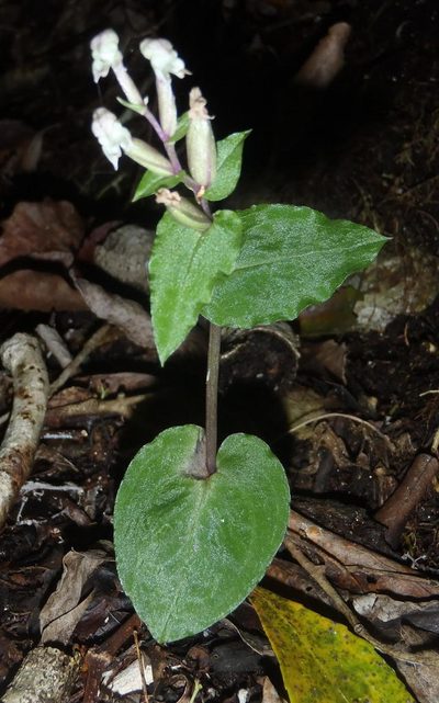 Disperis micrantha, photographed by Nicola van Berkel