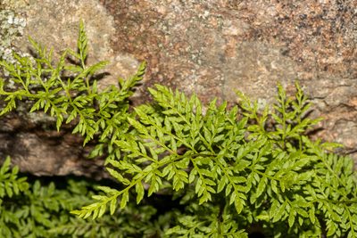 Cheilanthes austrotenuifolia, photographed by T. Hammer