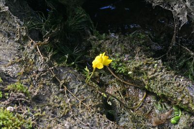 Utricularia vulgaris, photographed by Oleg Kosterin
