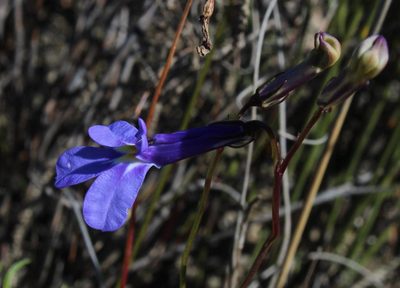 Lobelia chamaepitys, photographed by Tony Rebelo