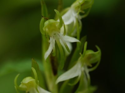 Habenaria gibsonii, photographed by Dinesh Valke