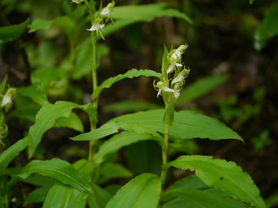 Habenaria gibsonii, photographed by Dinesh Valke