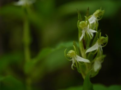 Habenaria gibsonii, photographed by Dinesh Valke