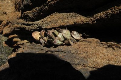 Adromischus trigynus, photographed by Brian du Preez