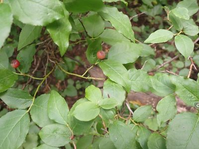 Vaccinium membranaceum, photographed by giantcicada