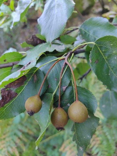 Pyrus cordata, photographed by Carminda Santos