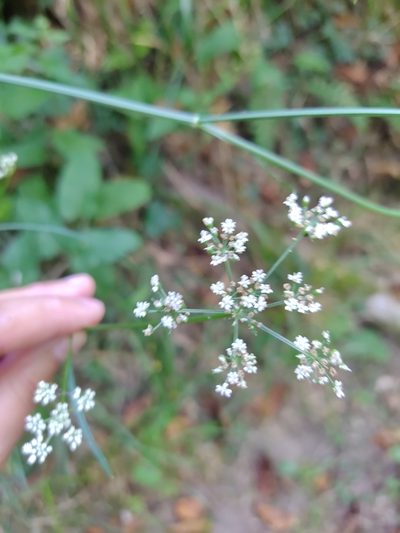 Selinum broteroi, photographed by Carminda Santos