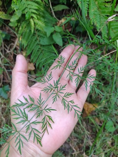 Selinum broteroi, photographed by Carminda Santos