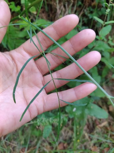 Selinum broteroi, photographed by Carminda Santos