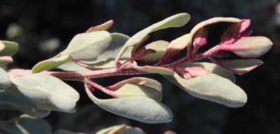 Atriplex vestita, photographed by Tony Rebelo