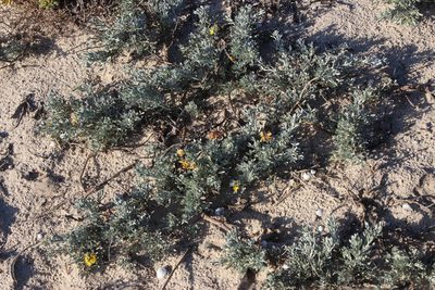 Calobota angustifolia, photographed by Tony Rebelo