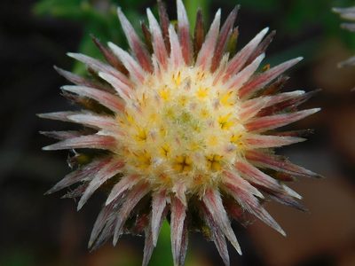 Phylica calcarata, photographed by Klaus Wehrlin