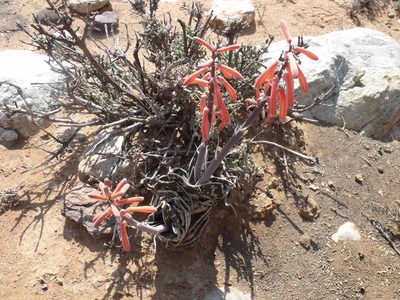 Gonialoe variegata, photographed by James Deacon