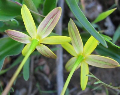 Pauridia flaccida, photographed by douglaseustonbrown