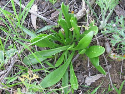 Tylecodon ventricosus, photographed by douglaseustonbrown