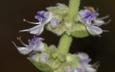 Coleus cylindraceus, photographed by Wynand Uys
