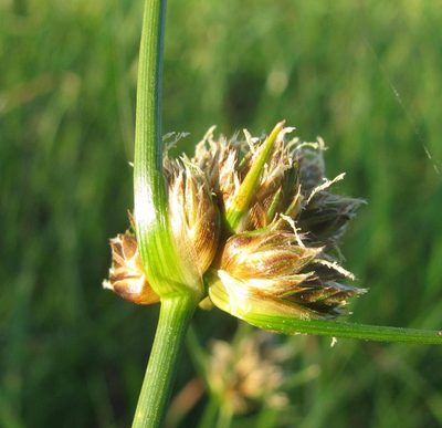 Ficinia laevis, photographed by douglaseustonbrown