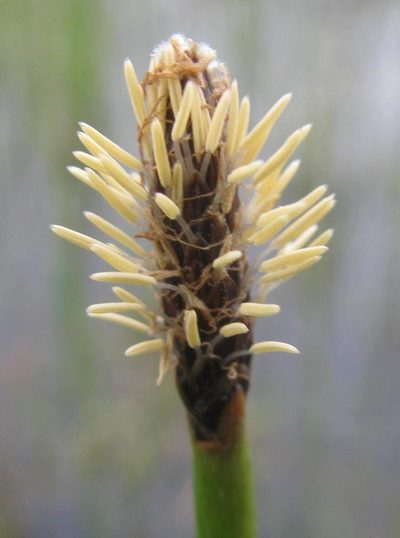 Eleocharis limosa, photographed by douglaseustonbrown