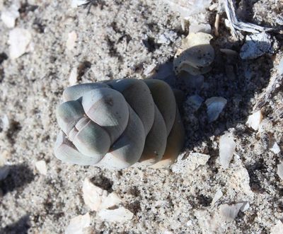 Crassula plegmatoides, photographed by Tony Rebelo