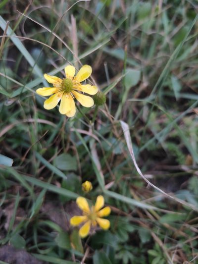Halerpestes ruthenica, photographed by Юлия