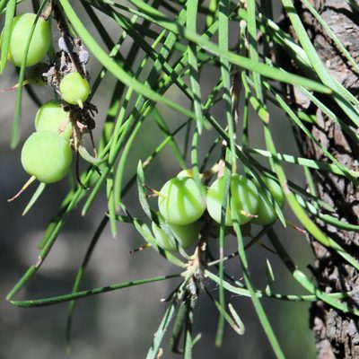 Persoonia linearis, photographed by tobyyy