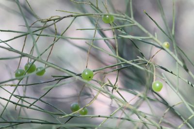 Leptomeria acida, photographed by tobyyy