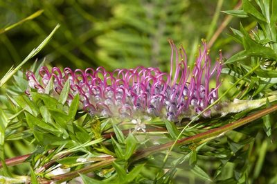 Grevillea acanthifolia, photographed by dhfischer