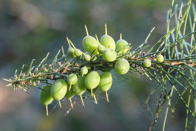 Persoonia pinifolia, photographed by tobyyy