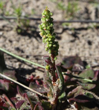 Rumex cordatus, photographed by Tony Rebelo