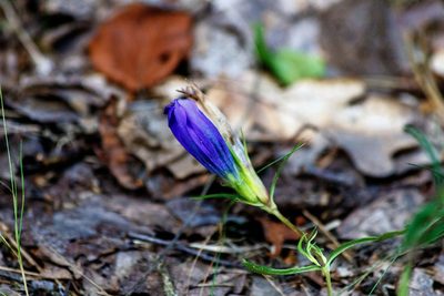 Gentiana pneumonanthe, photographed by Dmitry Boldyrev