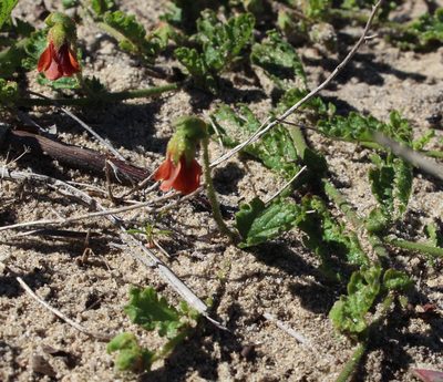 Hermannia scabricaulis, photographed by Tony Rebelo