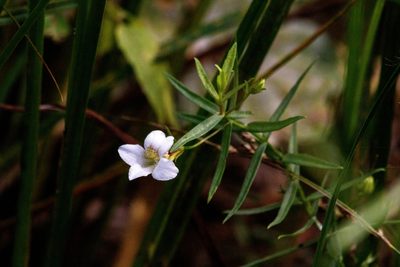 Gratiola officinalis, photographed by Dmitry Boldyrev