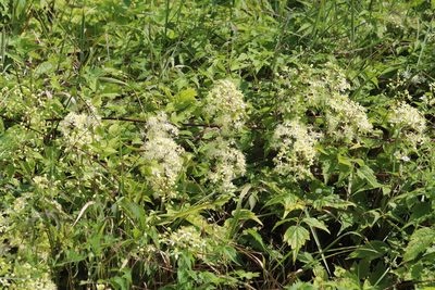 Clematis brevicaudata, photographed by Nina Filippova